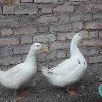 یک جفت اردک نرو ماده|حیوانات مزرعه|لنجان, |دیوار