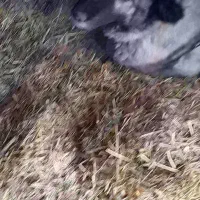 فروش سگ با سه توله نر جنس عالی