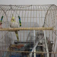 یک جفد عروس هلندی|پرنده|قم, نیروگاه|دیوار