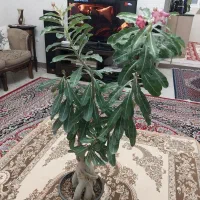 بنسای آدنیوم ۱۲ ساله|گل و گیاه طبیعی|مشکیندشت, |دیوار