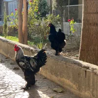 تخم برهما موجود هست