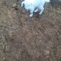 یک راس بزغاله سانن ماده شیری|حیوانات مزرعه|گناباد, |دیوار