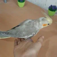 عروس هلندی نر|پرنده|بجنورد, |دیوار