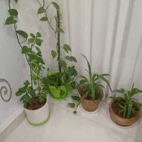 گل و گلدان