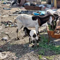 بز پاکستانی با کهره شیری