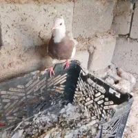 کبوتر طوقی ماده|پرنده|سراوان, |دیوار