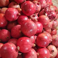 اجاره باغ انار|خدمات باغبانی و درختکاری|سیدان, |دیوار