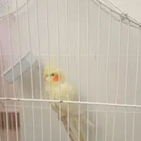 عروس هلندی