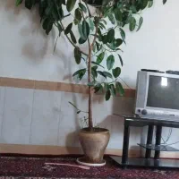 گل خانگی|گل و گیاه طبیعی|بناب, |دیوار