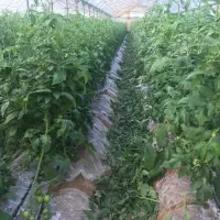 فروش زمین و گلخانه|فروش دفتر صنعتی، کشاورزی، تجاری|بوشهر, |دیوار