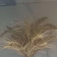 گندم