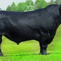 کارگر و کارشناس دامداری