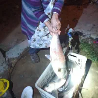 کپور و آمور و فیتی فاک|ماهی|شیروان (خراسان), |دیوار