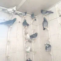 کبوتر. کفتر. پرنذه|پرنده|شیراز, گویم|دیوار
