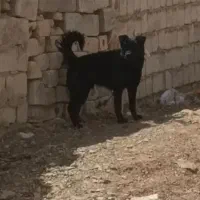 سگ نژاد دار|سگ|نجف‌آباد, حومه نجف آباد|دیوار