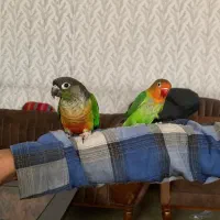 طوطی گرینچیک گمشده