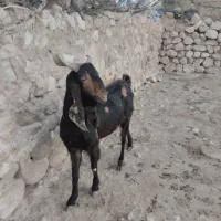نربزیادبر. بز|حیوانات مزرعه|جهرم, |دیوار