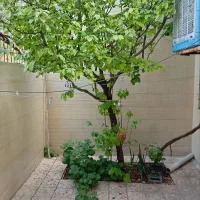 سوییت مبله دوخوابه چهارباغ اجاره ماهانه وروزانه|اجارهٔ کوتاه‌مدت آپارتمان و سوئیت|اصفهان, سنبلستان|دیوار