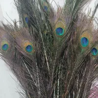 پرطاووس هندی|صنایع دستی و سایر لوازم تزئینی|تهران, افسریه شمالی|دیوار