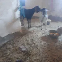 دوعد بز جوان چاق|حیوانات مزرعه|خواف, |دیوار