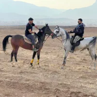 اسب های فروشی