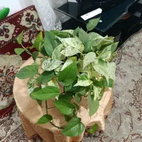 پتوس|گل و گیاه طبیعی|رشت, آب آسیاب|دیوار