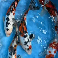 ماهی دویتسو و اصیل  کوی خاص با تخفیف ویژه