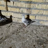 کبوتر گوره آی