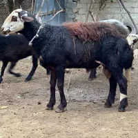 گوسفندشیشک قوچ پلنگی بروجردی لخت|حیوانات مزرعه|مرزیکلا, |دیوار