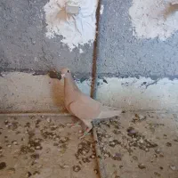 دمسفید ملقی