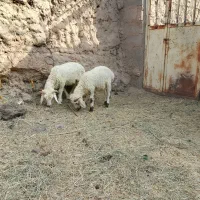 بره نر