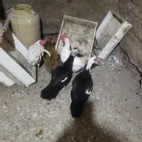 اردک اسرائیلی و مرغ محلی ومرغ سفید|حیوانات مزرعه|آبیک, |دیوار