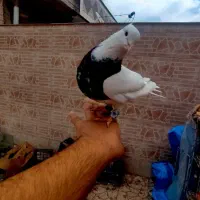 طوقی پلنگ. کوتوله برزیلی رسمی سیاه