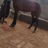 سلام دوستان یه عدد اسب یورقه دندون پنچ سال 4به 5