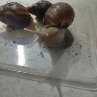 حلزون|حیوانات مزرعه|بندر امام خمینی, |دیوار