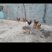 مرغ محلی و بوقلمون نر