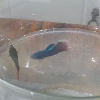 ماهی فایتر نر و ماده|ماهی|شیراز, فاضل|دیوار