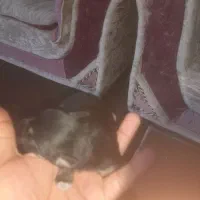 سگپاکوتاهپشمالو|سگ|خان ببین, |دیوار