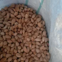 فروش بادام  سنگی و معاوضه با برنج کامفیروز