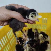 جوجه بوقلمون