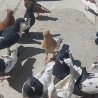 کفتر رنگی|پرنده|فولادشهر, مسکن مهر فولادشهر|دیوار