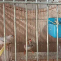 فنج کینگ یا زبرا انگلیسی