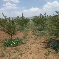 خانه باغ  یاس