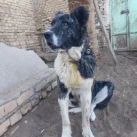 ماده سگ افقان
