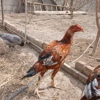 لاری