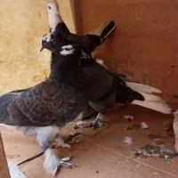 کبوتر 6 تا هما کاکلی پا چکمه جنس پرش|پرنده|تهران, دستغیب|دیوار