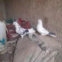 اسباب‌بازی کبوتر