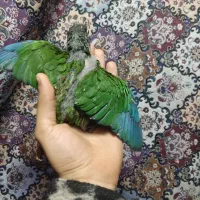 گرینچیک سرلاکی