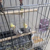 عروس هلندی نر ماده