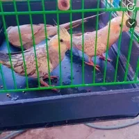 عروس هلندی|پرنده|اهواز, کمپلو شمالی|دیوار